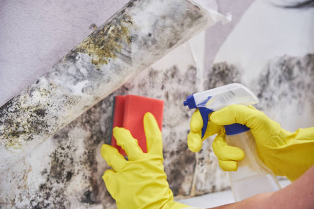 Best Mold Odor Removal Services  in Kayak Point, WA